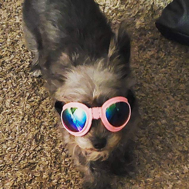 Luna is registered to the contest to win money with this photo: collar, dog_breed, dog_collar, eye_glass_accessory, eyewear, fur, glasses, goggles, natural_material, photography, selfie, snout, sunglasses, vision_care, working_animal