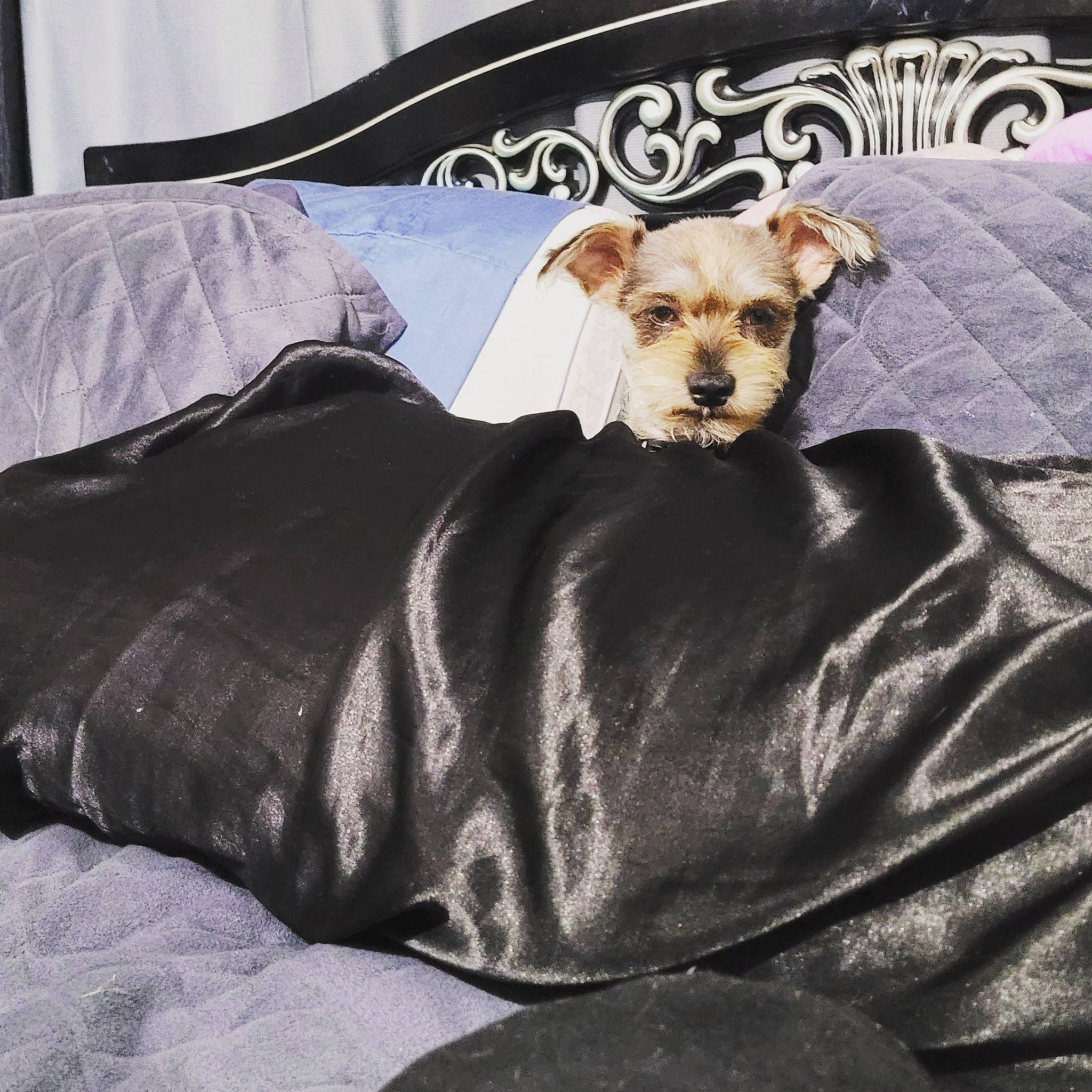 Hank is registered to the contest to win money with this photo: bed, bedding, carnivore, comfort, companion_dog, couch, dog, dog_breed, dog_clothes, dog_supply, fawn, felidae, fur, linens, pillow, sleeve, sporting_group, textile, throw_pillow, toy_dog