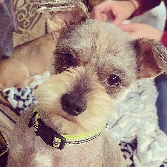 Hank