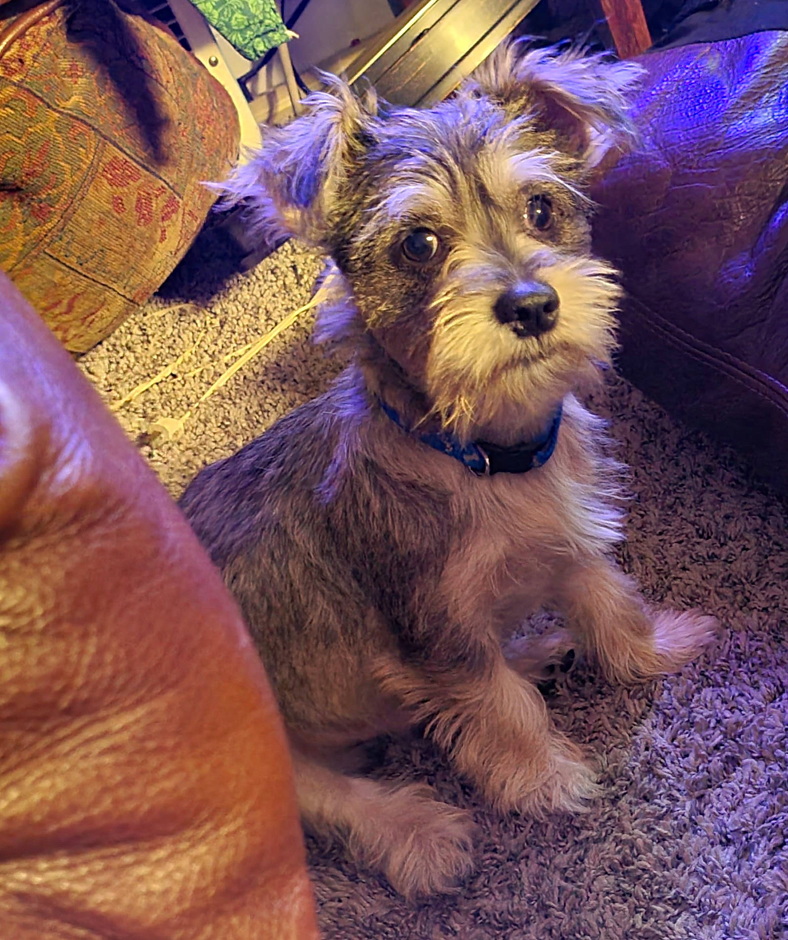 Hank is registered to the contest to win money with this photo: canidae, carnivore, companion_dog, dog, dog_breed, dog_clothes, dog_supply, electric_blue, fashion_accessory, fawn, fur, schnauzer, small_terrier, snout, sporting_group, standard_schnauzer, terrier, toy_dog, water_dog, working_animal