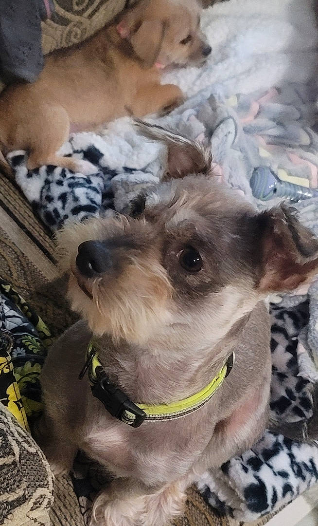 Hank is registered to the contest to win money with this photo: canidae, carnivore, collar, companion_dog, dog, dog_breed, dog_collar, dog_supply, fawn, fur, leash, livestock, non_sporting_group, paw, pet_supply, snout, sporting_group, working_animal