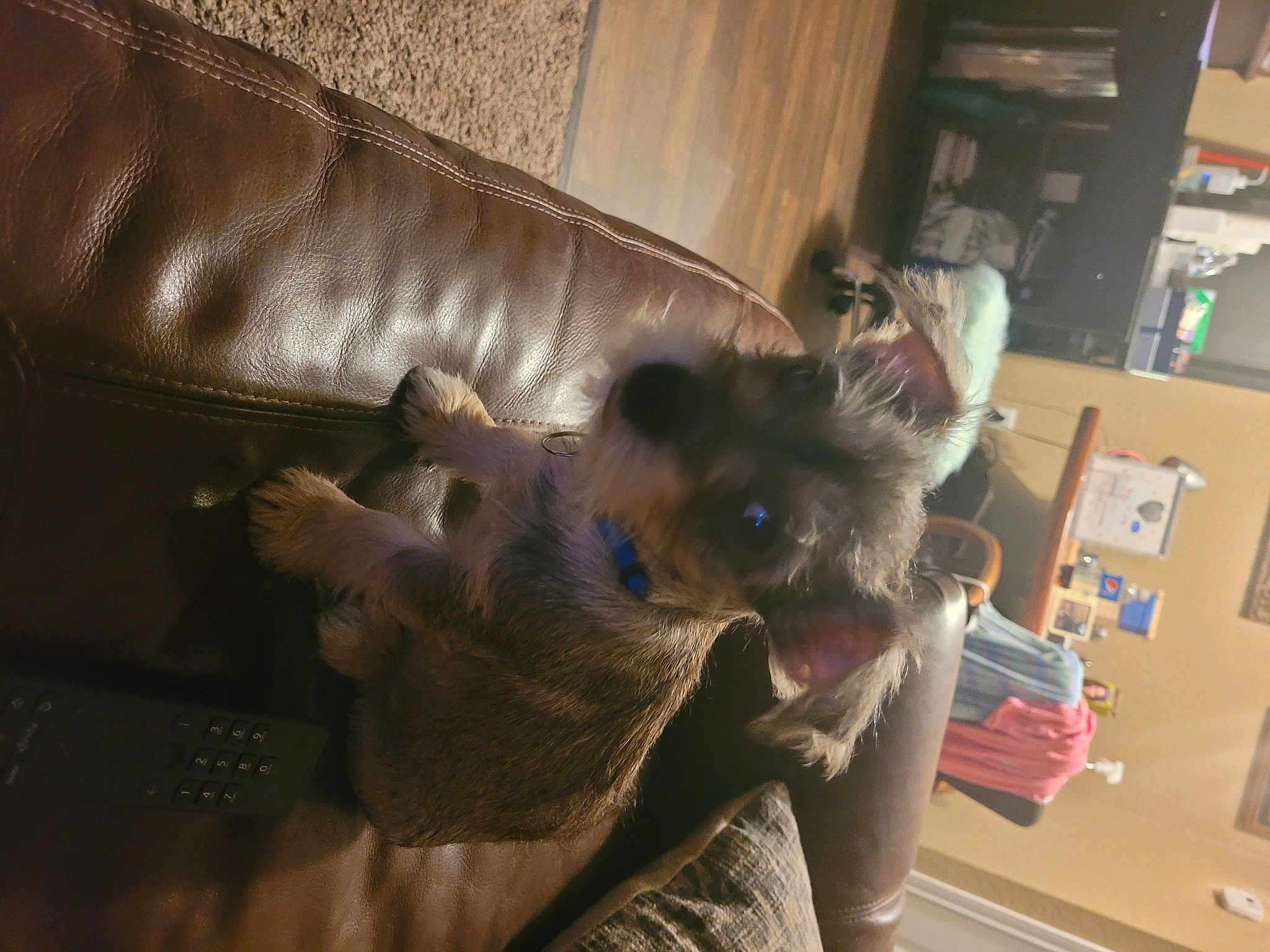 Hank