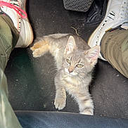 Taliyah a rejoint le concours — aidez-le/la à gagner de superbes lots ! kitten, cat, car_interior, car_floor_mat, pedal, sneakers, shoes, legs, pants, gray_cat, tabby_cat, pet, animal, curious, sitting, resting, indoor, vehicle, floor, cozy