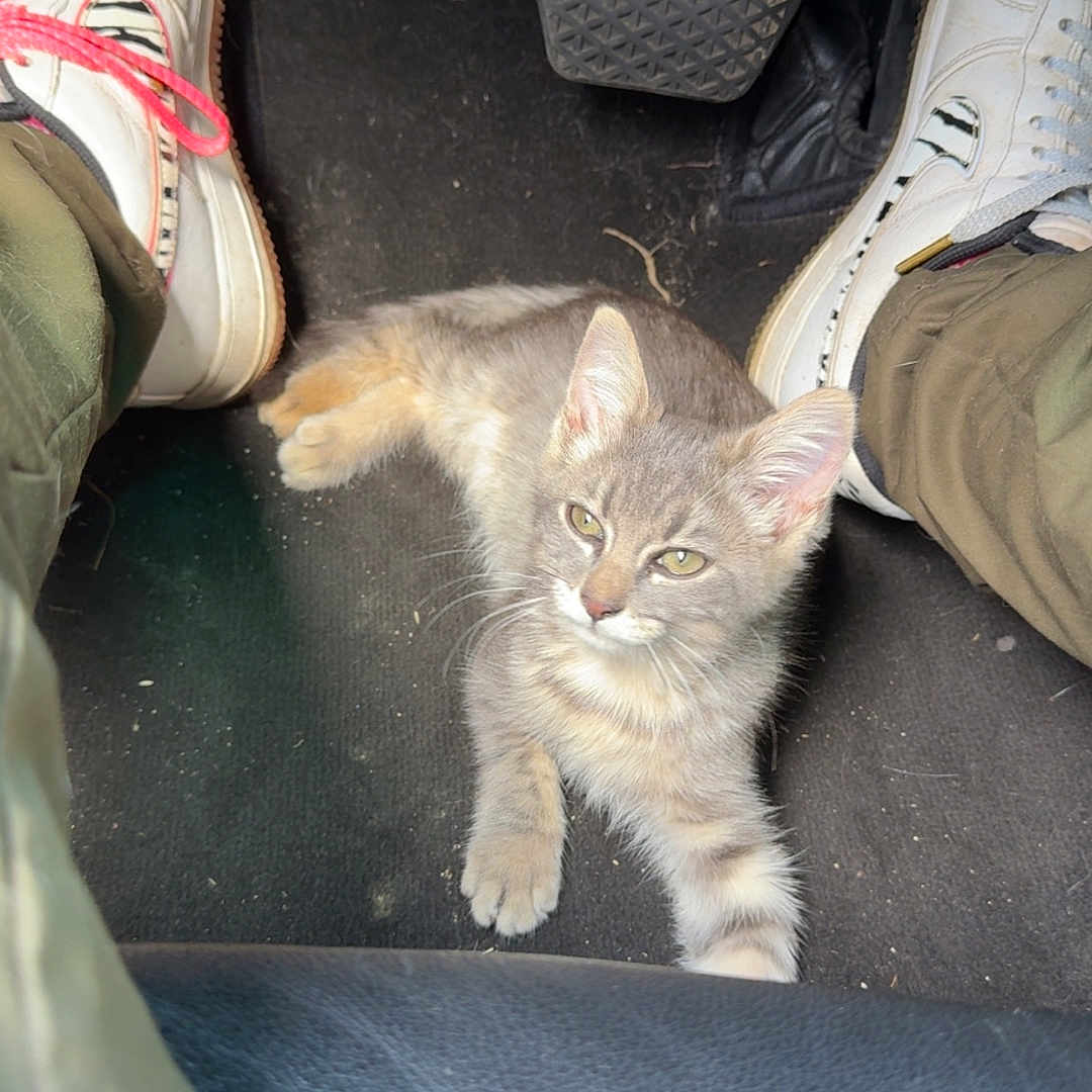 Taliyah a rejoint le concours — aidez-le/la à gagner de superbes lots ! animal, car_floor_mat, car_interior, cat, cozy, curious, floor, gray_cat, indoor, kitten, legs, pants, pedal, pet, resting, shoes, sitting, sneakers, tabby_cat, vehicle