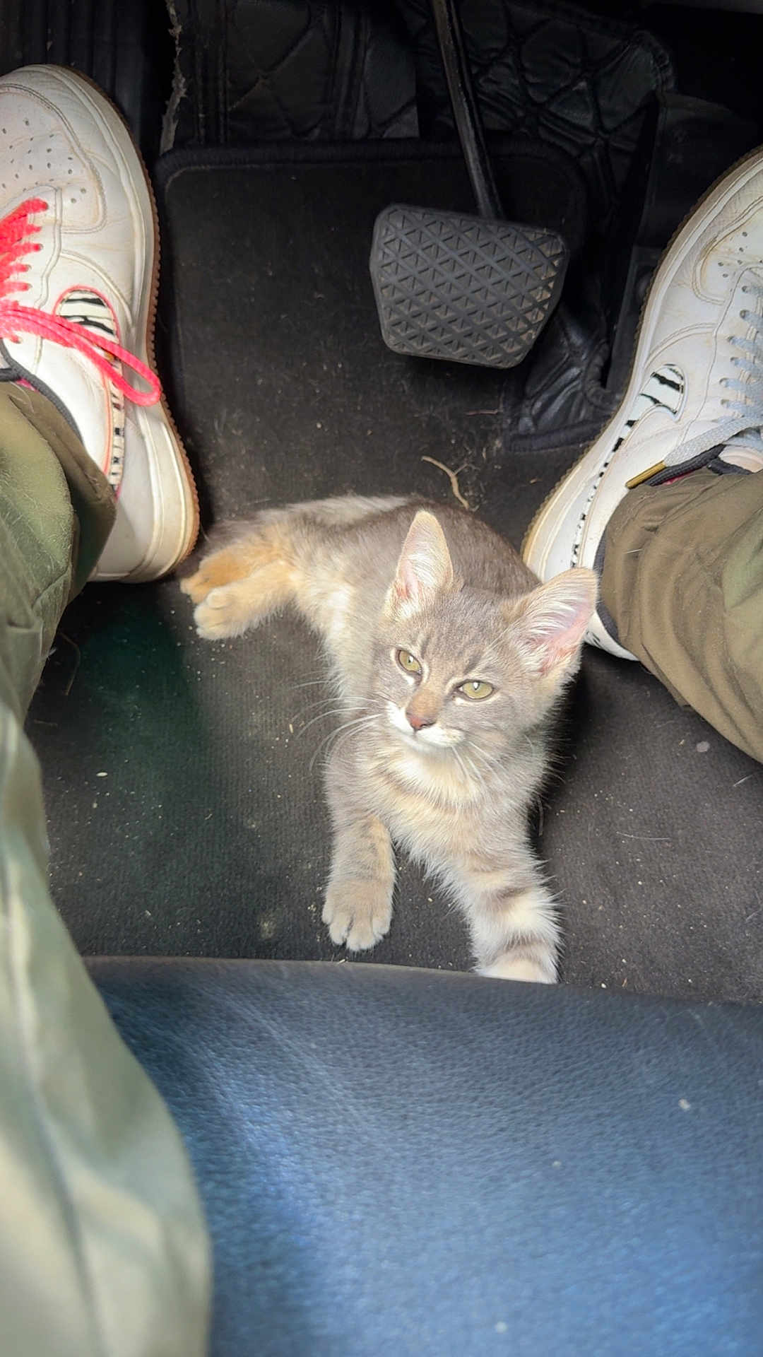 Taliyah a rejoint le concours — aidez-le/la à gagner de superbes lots ! kitten, cat, car_interior, car_floor_mat, pedal, sneakers, shoes, legs, pants, gray_cat, tabby_cat, pet, animal, curious, sitting, resting, indoor, vehicle, floor, cozy