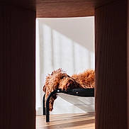 Tori joined the competition — help win amazing prizes! black_bed, brown, cozy, curled_up, curly_fur, daylight, dog, furniture, home, indoors, lazy, pet, quiet, relaxing, resting, shadow, sleepy, sunlight, warm_light, wooden_floor
