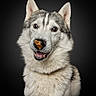 Arès Et Talès participe au concours pour gagner de l'argent avec cette photo : dog, husky, pet, animal, canine, fur, ears, nose, mouth, tongue, treat, black_background, portrait, cute, playful, smiling, whiskers, eyes, studio_photo, fluffy