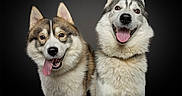 Arès Et Talès a rejoint le concours — aidez-le/la à gagner de superbes lots ! dog, husky, canine, pet, animal, portrait, studio, black_background, fluffy, happy, smiling, tongue_out, ears, fur, mammal, companion, two_dogs, close_up, domestic_animal, friendship