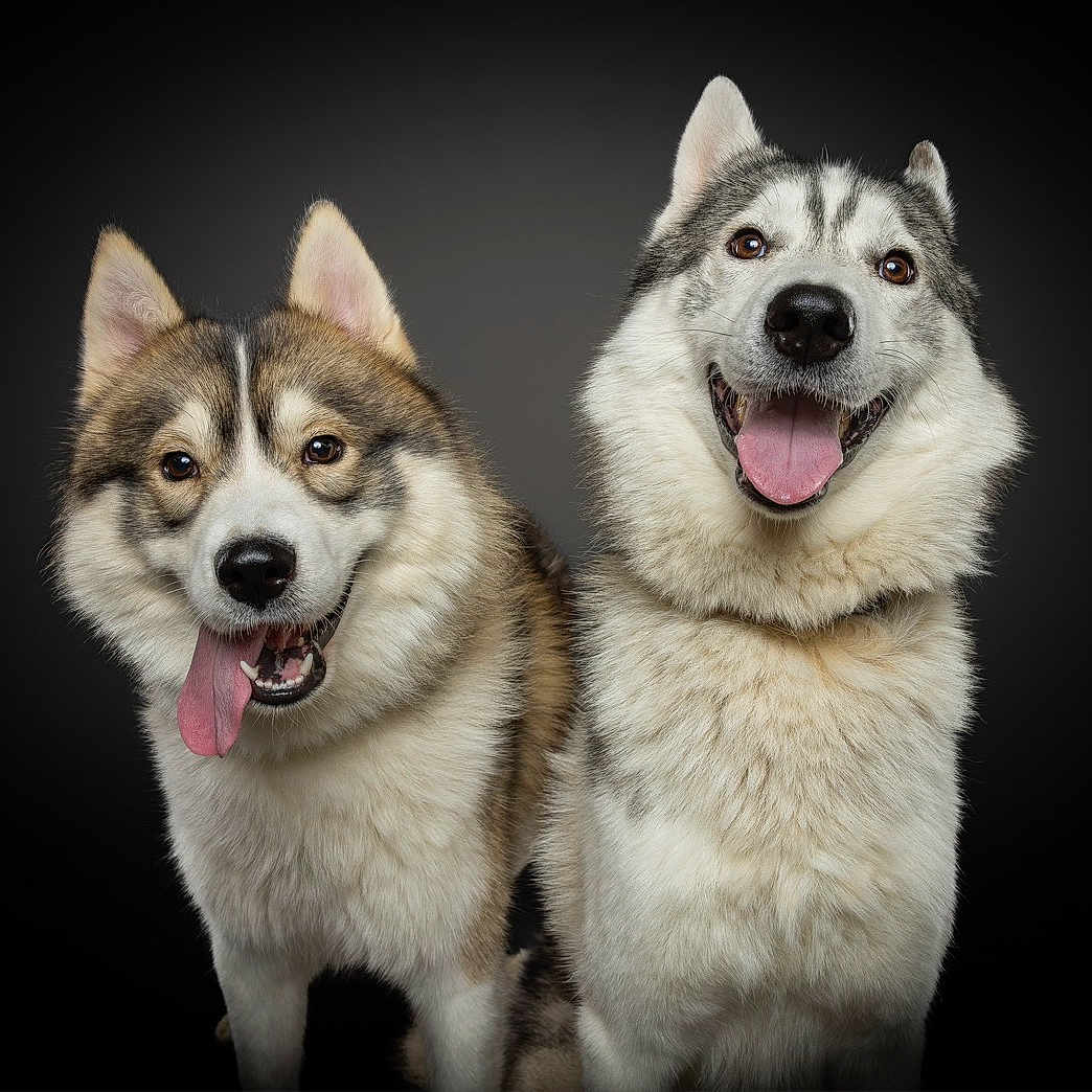 Arès Et Talès a rejoint le concours — aidez-le/la à gagner de superbes lots ! dog, husky, canine, pet, animal, portrait, studio, black_background, fluffy, happy, smiling, tongue_out, ears, fur, mammal, companion, two_dogs, close_up, domestic_animal, friendship