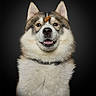 Arès Et Talès a rejoint le concours — aidez-le/la à gagner de superbes lots ! dog, pet, fluffy, smiling, treat, nose, ears, portrait, animal, cute, collar, canine, studio, black_background, fur, domestic_animal, mammal, happy, obedient, balanced