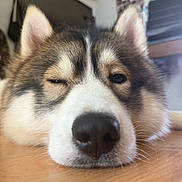 Arès Et Talès participe au concours pour gagner de l'argent avec cette photo : dog, close_up, lying_down, winking, nose, fluffy, indoor, wooden_floor, ears, relaxed, pet, muzzle, fur, cute, animal, portrait, face, whiskers, friendly, canine