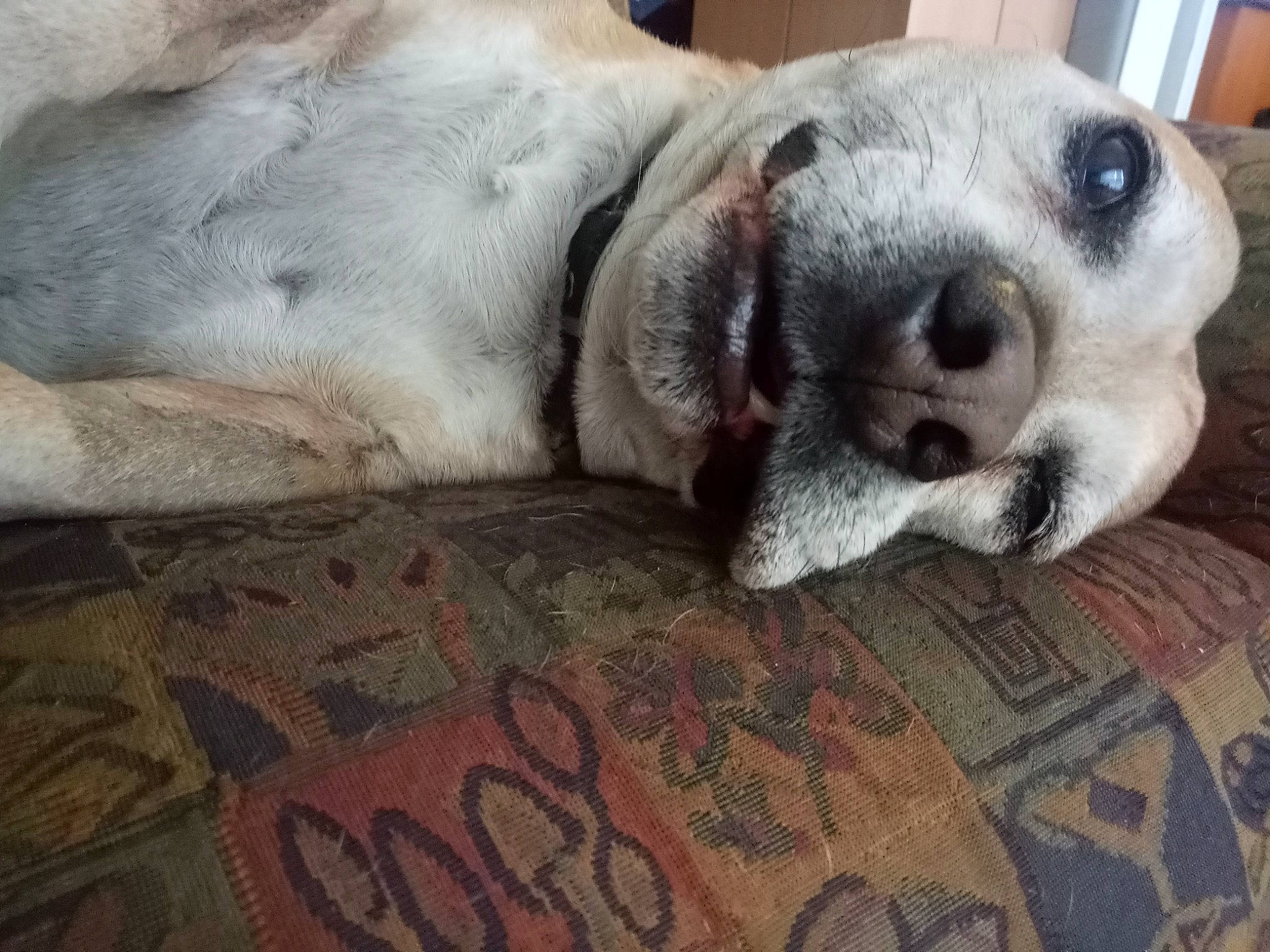 Sober joined the competition — help win amazing prizes! canidae, carnivore, companion_dog, dog, dog_breed, fawn, mammal, nap, nose, puppy_love, snout, sporting_group, vertebrate, whiskers