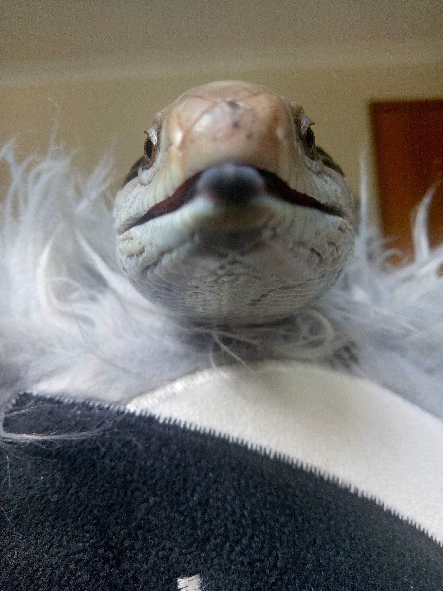 Barnaby is registered to the contest to win money with this photo: jaw, mouth, reptile, scaled_reptile, snout