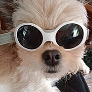 Suzie participe au concours pour gagner de l'argent avec cette photo : dog, sunglasses, white, fluffy, pet, indoor, closeup, cute, animal, face, nose, fur, accessory, eyewear, fashion, portrait, small_dog, house, relaxing, cool