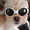 dog, sunglasses, white, fluffy, pet, indoor, closeup, cute, animal, face, nose, fur, accessory, eyewear, fashion, portrait, small_dog, house, relaxing, cool