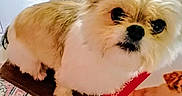 Suzie participe au concours pour gagner de l'argent avec cette photo : affenpinscher, animal, canine, computer, computerhardware, computerkeyboard, desk, dog, dogbed, electronics, furniture, hardware, hardwood, laptop, pc, pet, puppy, table, whitedog, wood