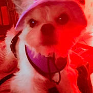 Suzie a rejoint le concours — aidez-le/la à gagner de superbes lots ! animal, blurry, canine, close_up, cute, dog, domestic_animal, ears, face, fur, harness, headgear, indoor, indoor_lighting, pet, portrait, red_light, small_dog, visor, wearing