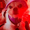 dog, pet, close_up, blurry, red_light, visor, harness, indoor, fur, animal, cute, small_dog, face, ears, portrait, domestic_animal, canine, wearing, headgear, indoor_lighting