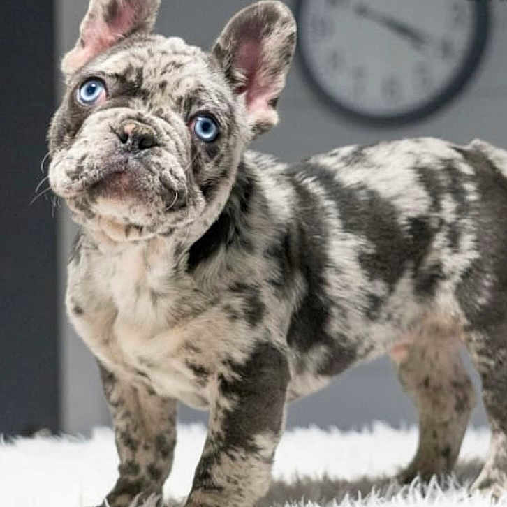 Mad Max is registered to the contest to win money with this photo: analogclock, animal, architecture, bostonbull, building, bulldog, canine, clock, clocktower, dog, frenchbulldog, panther, pet, pitbull, pug, puppy, snout, tower, whitedog