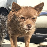 Bebe is registered to the contest to win money with this photo: dog, brown_dog, small_dog, sidewalk, outdoor, sunny, car, white_car, fur, pet, animal, canine, walking, shadow, pavement, snout, ears, paw, street, footwear