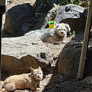 Jackie is registered to the contest to win money with this photo: dog, outdoor, sunlight, rock, dirt, shaded, pineapple, pet, animal, relaxed, scruffy, small_dog, nature, summer, backyard, leaf, tree_trunk, shadow, resting, cute