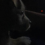 Maxwell joined the competition — help win amazing prizes! dog, dark, low_light, profile, pet, animal, canine, silhouette, shadow, closeup, portrait, indoor, quiet, still, furry, ears, snout, muzzle, watchful, night