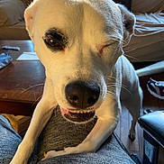 Ella is registered to the contest to win money with this photo: dog, white_dog, black_patch, winking, pet, indoor, living_room, couch, wooden_table, person_lap, close_up, playful, canine, household, floor, natural_light, fur, animal, companion, smiling