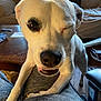 dog, white_dog, black_patch, winking, pet, indoor, living_room, couch, wooden_table, person_lap, close_up, playful, canine, household, floor, natural_light, fur, animal, companion, smiling