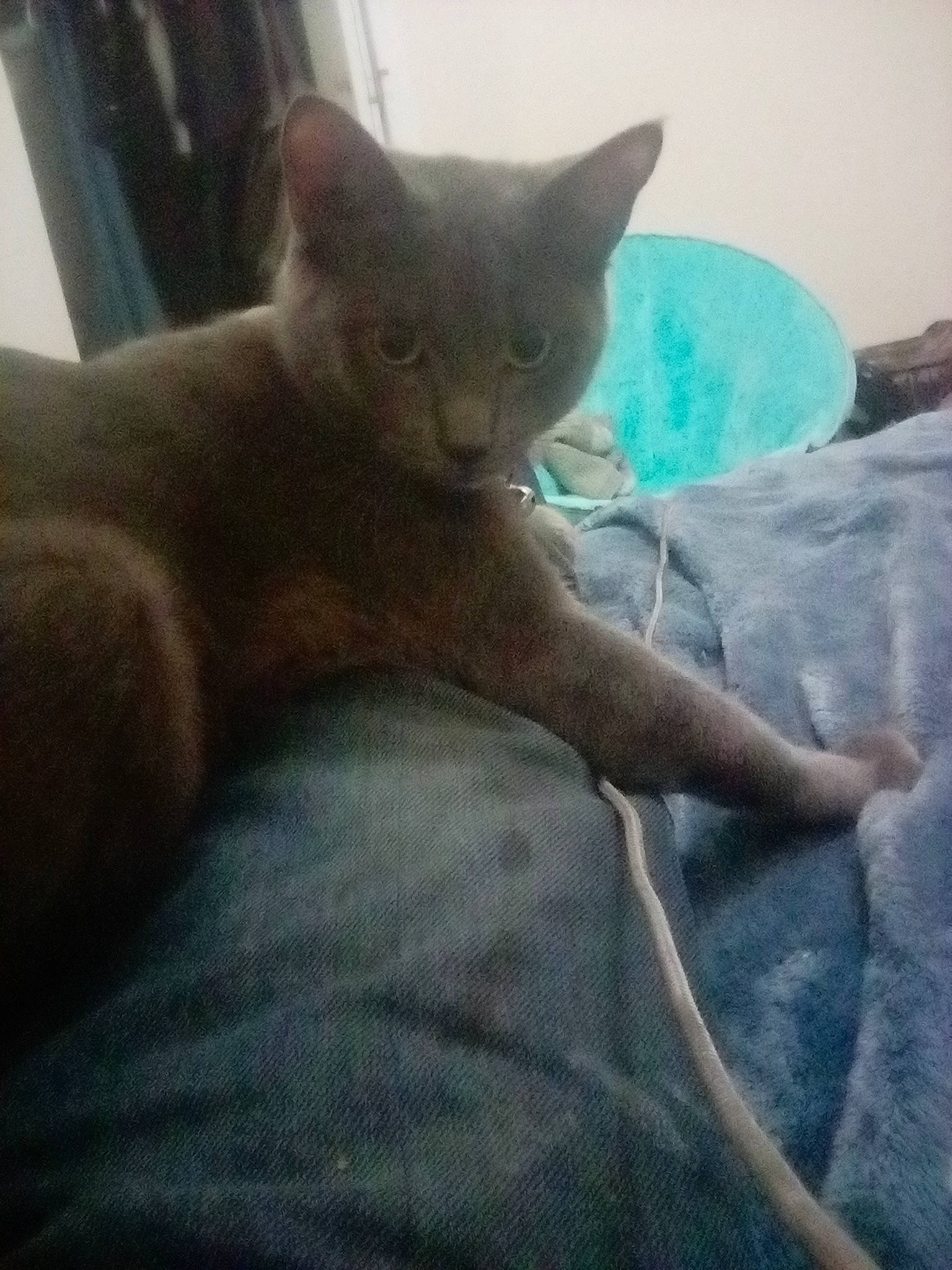 Spazz joined the competition — help win amazing prizes! bed, carnivore, cat, comfort, domestic_short_haired_cat, eye, fawn, felidae, fur, linens, small_to_medium_sized_cats, snout, tail, whiskers