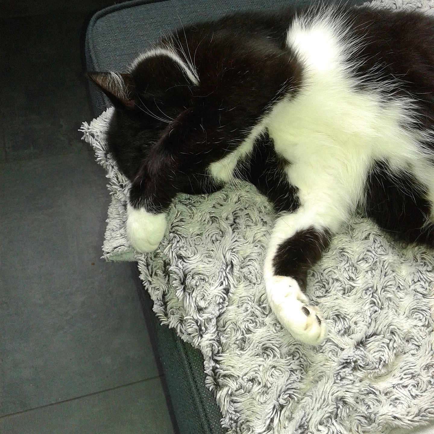 Reglisse participe au concours pour gagner de l'argent avec cette photo : animal, architecture, bed, bedroom, blanket, building, cat, chair, couch, cushion, furniture, homedecor, indoors, kitten, livingroom, manx, person, pet, room, sleeping