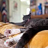 Lola joined the competition — help win amazing prizes! cat, paws, pink_pads, relaxing, yellow_pillow, indoor, blurred_background, fur, sleepy, animal, pet, closeup, cozy, soft_texture, bed, resting, whiskers, tail, domestic_cat, cute