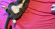 Lola joined the competition — help win amazing prizes! cat, gray_cat, white_fur, pet, lying_down, pink_sheet, bed, paw, stretching, relaxed, indoor, person_hand, phone, cozy, feline, animal, domestic, resting, cute, playful