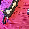 cat, gray_cat, white_fur, pet, lying_down, pink_sheet, bed, paw, stretching, relaxed, indoor, person_hand, phone, cozy, feline, animal, domestic, resting, cute, playful