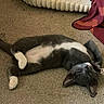 animal, blanket, carpet, cat, cozy, cute, domestic_animal, feline, floor, fur, gray_cat, indoor, nap, pet, relaxed, resting, sleeping, tail, whiskers, white_paws