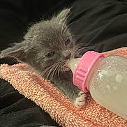 Lola joined the competition — help win amazing prizes! kitten, baby_bottle, gray_cat, towel, pink, milk, feeding, cute, pet, domestic_cat, fur, animal, whiskers, paw, closeup, indoor, resting, young, small, comfort