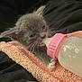 kitten, baby_bottle, gray_cat, towel, pink, milk, feeding, cute, pet, domestic_cat, fur, animal, whiskers, paw, closeup, indoor, resting, young, small, comfort