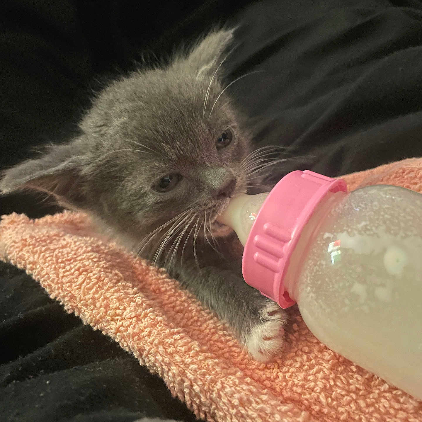 Lola joined the competition — help win amazing prizes! animal, baby_bottle, closeup, comfort, cute, domestic_cat, feeding, fur, gray_cat, indoor, kitten, milk, paw, pet, pink, resting, small, towel, whiskers, young