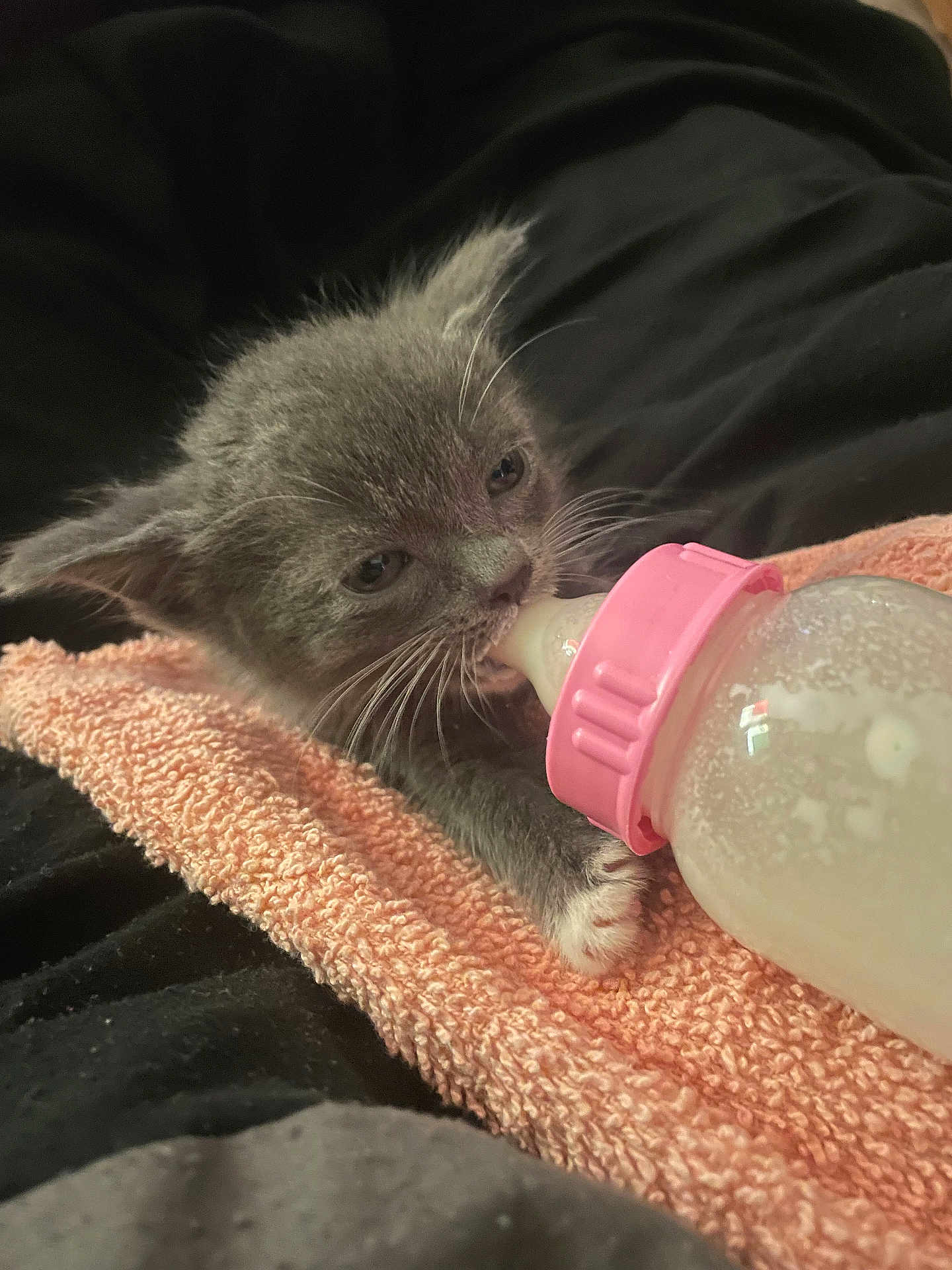 Lola joined the competition — help win amazing prizes! kitten, baby_bottle, gray_cat, towel, pink, milk, feeding, cute, pet, domestic_cat, fur, animal, whiskers, paw, closeup, indoor, resting, young, small, comfort