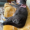 Lola joined the competition — help win amazing prizes! cat, gray_cat, pet, animal, indoor, blanket, yellow_blanket, furniture, relaxed, lying_down, pink_harness, tail, whiskers, soft_fur, cozy, home, blurred_background, domestic_animal, resting, comfort