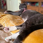 Lola joined the competition — help win amazing prizes! cat, paw, pink_paw_pads, blanket, yellow_blanket, stretching, relaxing, indoor, furniture, wooden_cabinet, blurred_background, gray_cat, white_paws, tail, pet, domestic_animal, cozy, resting, home, animal