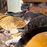 cat, paw, pink_paw_pads, blanket, yellow_blanket, stretching, relaxing, indoor, furniture, wooden_cabinet, blurred_background, gray_cat, white_paws, tail, pet, domestic_animal, cozy, resting, home, animal