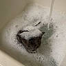 animal, bath, bathtub, bubbles, cat, curious, cute, ears, eyes, face, feline, foam, head, indoor, kitten, pet, small, soap, water, wet