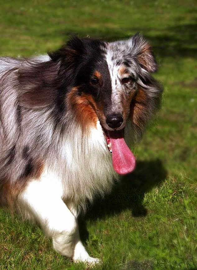 Koda