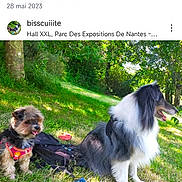 Koda Kracotte participe au concours pour gagner de l'argent avec cette photo : animal, canine, companion, daylight, dog, fur, grass, greenery, harness, leisure, nature, outdoor, panting, park, pet, relaxation, sitting, sunlight, tree, water_bottle