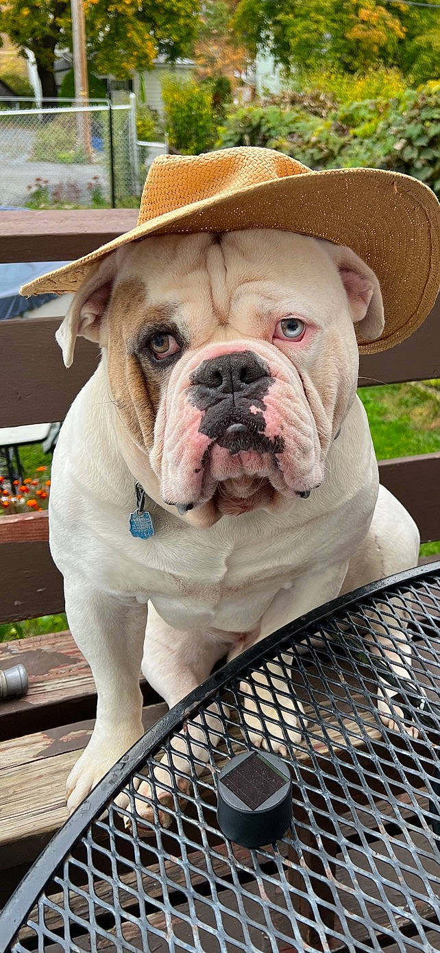 Scrappy joined the competition — help win amazing prizes! bulldog, canidae, carnivore, collar, companion_dog, dog, dog_breed, dog_collar, fawn, grass, non_sporting_group, old_english_bulldog, plant, snout, sporting_group, toy_dog, whiskers, working_animal, working_dog, wrinkle