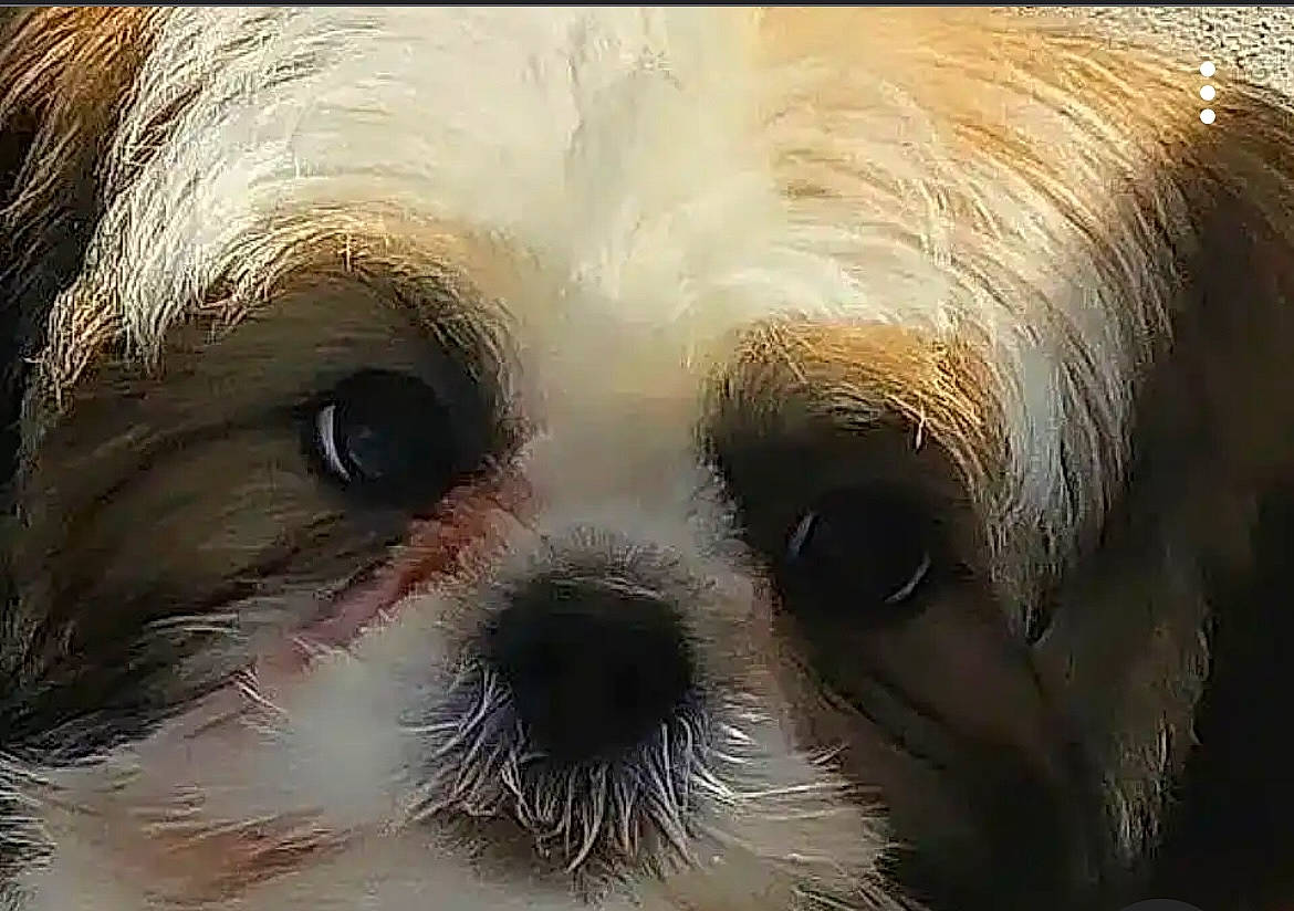 Dudley joined the competition — help win amazing prizes! ancient_dog_breeds, art, canidae, carnivore, companion_dog, dog, dog_breed, fawn, fur, head, maltepoo, non_sporting_group, photography, small_terrier, snout, terrier, toy_dog, whiskers, working_animal