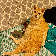 Jonny joined the competition — help win amazing prizes! bed, blanket, cat, cozy, curious, cute, ears, eyes, feline, fur, furniture, household, indoor, lounging, orange_cat, patterned_blanket, pet, relaxed, resting, whiskers
