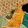 bed, blanket, cat, cozy, curious, cute, ears, eyes, feline, fur, furniture, household, indoor, lounging, orange_cat, patterned_blanket, pet, relaxed, resting, whiskers