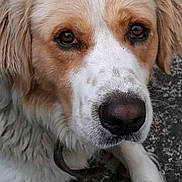 Mayki participe au concours pour gagner de l'argent avec cette photo : dog, golden_retriever, pet, animal, canine, close_up, portrait, face, eyes, nose, fur, floppy_ears, white_fur, tan_fur, lying_down, indoor, carpet, photograph, smartphone_screen, gallery_interface