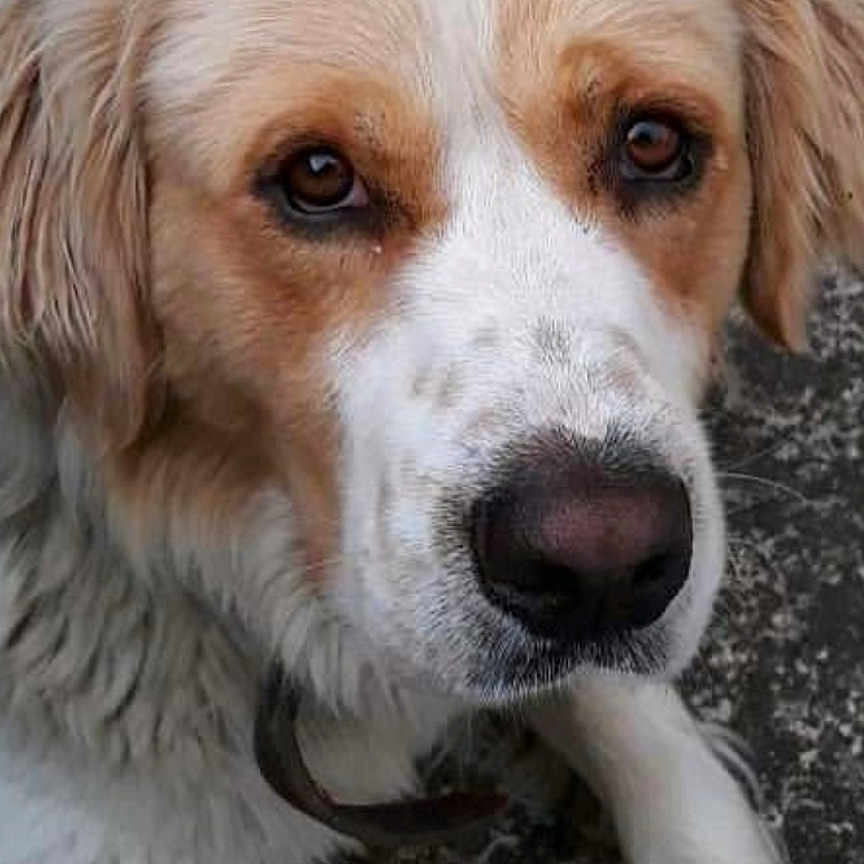 Mayki participe au concours pour gagner de l'argent avec cette photo : dog, golden_retriever, pet, animal, canine, close_up, portrait, face, eyes, nose, fur, floppy_ears, white_fur, tan_fur, lying_down, indoor, carpet, photograph, smartphone_screen, gallery_interface